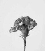 Ready <em>to</em> Bloom?